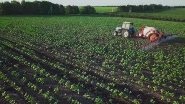 Aerial view. The tractor sprinkles the field with a sunflower. The sprayer processes the pesticide plantation helianthus plantation 4k video. - Materiał filmowy, wideo