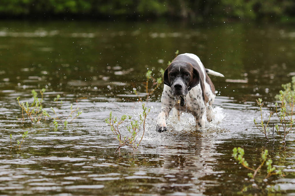 Собака англійська вказівник біжить у воді
  - Фото, зображення