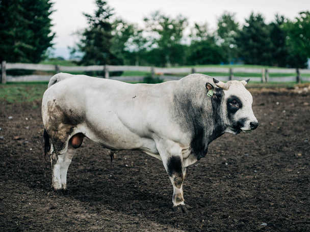 ras Argentijnse stier gekweekt voor vlees - Foto, afbeelding