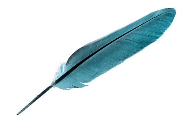 Une seule plume d'oiseau en turquoise isolé sur un fond blanc
 - Photo, image