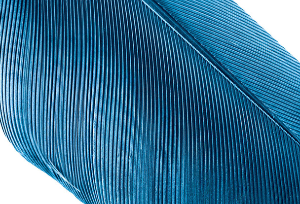 Egy közeli kép egy kék toll elszigetelt fehér háttér                               - Fotó, kép