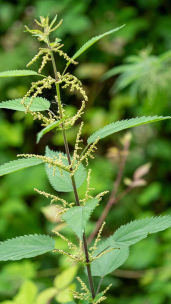 a close up of a nettle in the wild - Foto, Bild