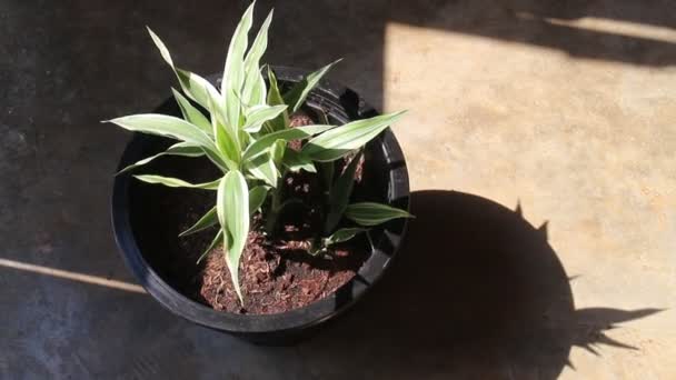 Mini vaso verde della pianta dei fogli all'interno, filmati di riserva
 - Filmati, video