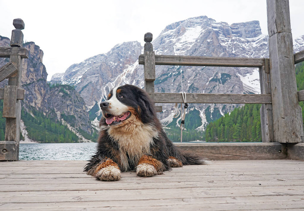 Bernese Mountain Dog na drewnianym molo. Lago di Braies, Dolomity, Włochy.  - Zdjęcie, obraz