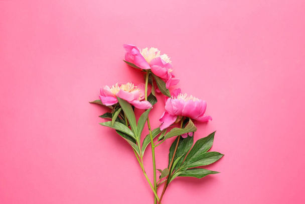 Beautiful peony flowers on color background - Foto, Imagen