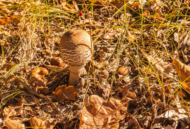 Macrolepiota procera mushroom in the autumn forest on a sunny day - Fotó, kép