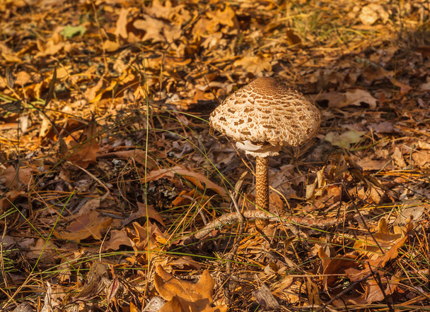 Macrolepiota procera paddenstoel in het herfstbos op een zonnige dag - Foto, afbeelding