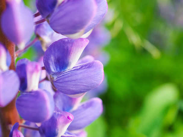 紫色の花とルピナス。ルピナスの花のマクロビュー写真。紫色の花を持つマメ科植物の草本植物。野花だ。あなたの製品のプレゼンテーションのための花の装飾 - 写真・画像