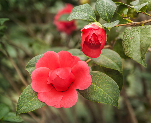 Квітка подвійна червона камелія в теплиці в лютому
 - Фото, зображення