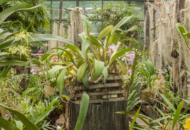 Cattleya-Orchidee blüht im Gewächshaus - Foto, Bild