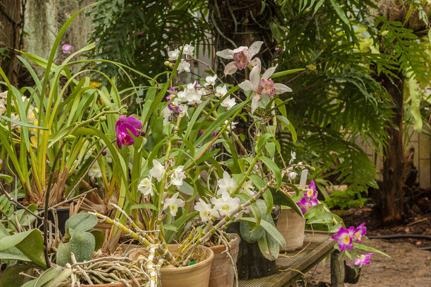 Flowering variety of orchids in the greenhouse - Photo, Image