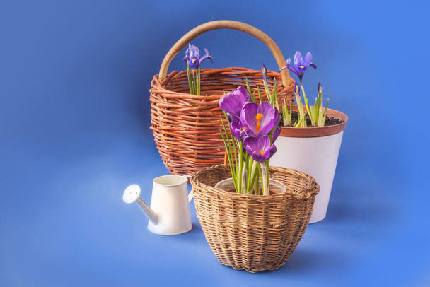 Crocus en fleurs et iridodictyum dans des paniers et arrosoir sur un fond bleu - Photo, image