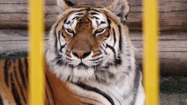 terrible tigre Amur sentado en una jaula. concepto de vida en cautiverio. - Metraje, vídeo