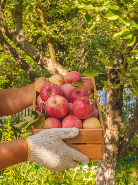 夏に庭でリンゴを収穫する男性の手 - 写真・画像