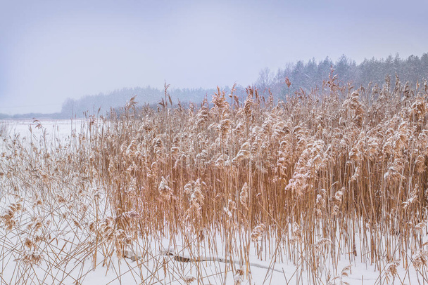 champ de scirpe couvert de neige en hiver
 - Photo, image