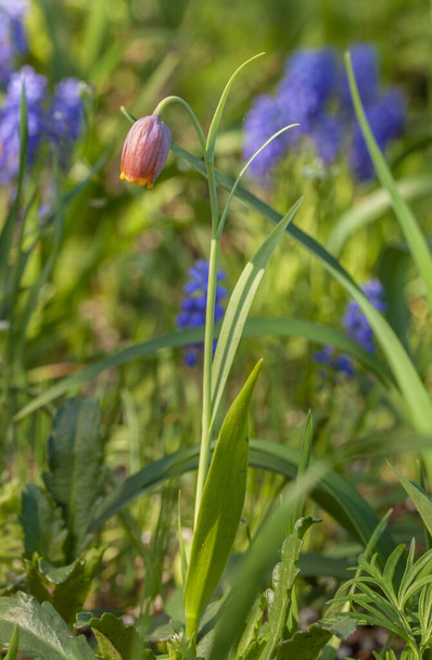 Flor de una Fritillaria y muscari armenio en la hierba
 - Foto, imagen
