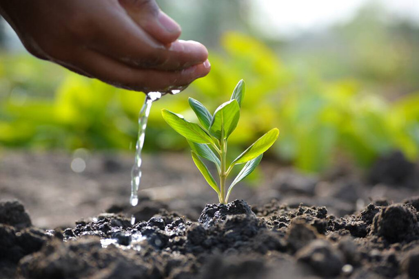 Farmářova ruka zalévá mladou rostlinu. Koncept dne Země - Fotografie, Obrázek