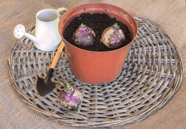 Три луковицы гиацинта для вынужденного цветения на фоне полива банки и лопаты
 - Фото, изображение