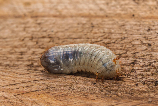 Cockchafer böceği (Melolontha melolontha larvası). - Fotoğraf, Görsel