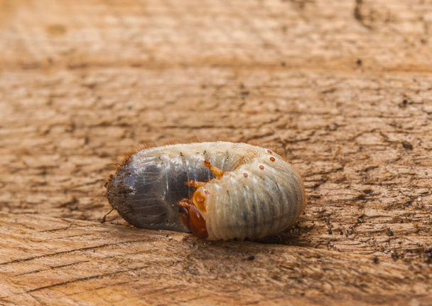 Личинка колорадского жука (Melolontha melolontha)
. - Фото, изображение