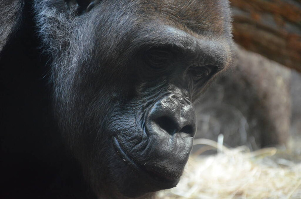 Gorilla - (Gorilla gorilla) in de dierentuin van Frankfurt - Foto, afbeelding