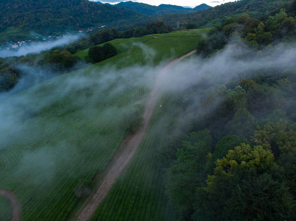 Images de drones épiques inspirantes de pinèdes vertes profondes et sauvages en haute montagne ou dans les Alpes européennes, parc ou réserve national protégé
. - Photo, image