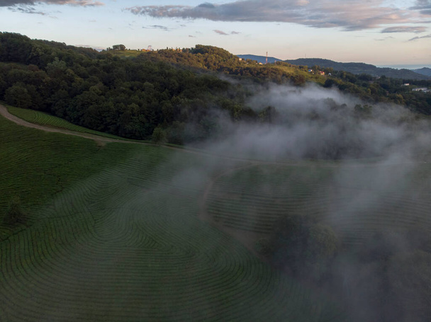 Niesamowite inspirujące epickie nagrania dronów głębokiego i dzikiego zielonego lasu sosnowego w górach lub alpach europejskich, chronionego parku narodowego lub rezerwatu. - Zdjęcie, obraz