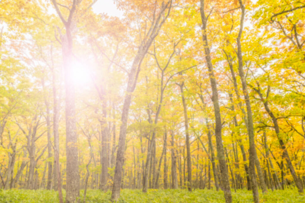 Естественные осенние листья на боке с солнечным светом и размытым зеленым фоном в саду с копировальным пространством
 - Фото, изображение