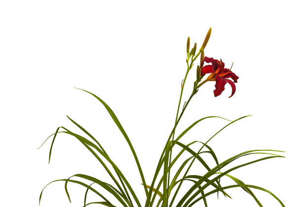 Bush of daylily (hemerocallis) "Crimson Pirate" με μπουμπούκια σε λευκό φόντο απομόνωσης - Φωτογραφία, εικόνα