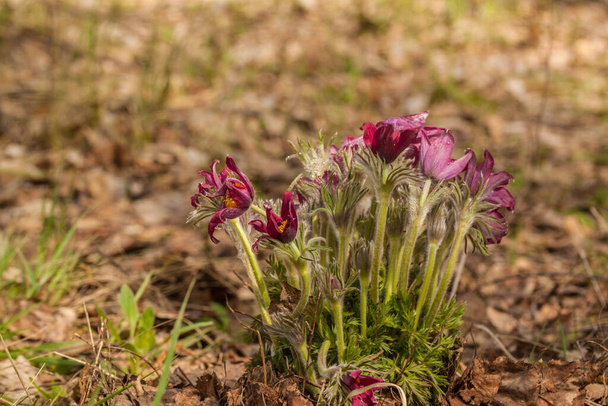 Bunch of blossoming beautiful purple Pulsatilla patens in the spring forest - Photo, Image