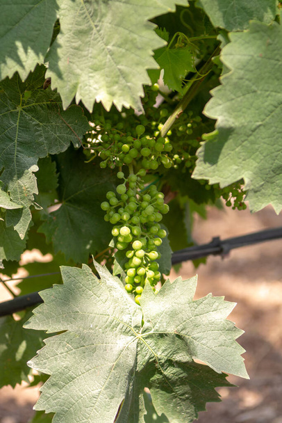Созревание белых вин мускатный виноград растений в большом винодельческом регионе Южной Италии Апулия
 - Фото, изображение