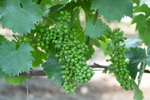 Ripening of white wine muscat grapes plants in great wine region of South Italy Apulia - Photo, Image
