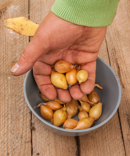 Hand holding a small yellow onion "Goliat" onions on the background of the bowl with onions for winter sowing. - Photo, Image