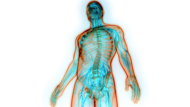 Ludzki system wewnętrzny Węzły chłonne Anatomia. 3D - Zdjęcie, obraz