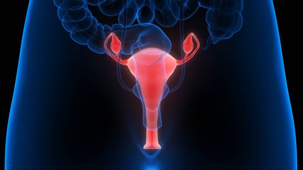 Sistema Reprodutor Feminino com Sistema Nervoso e Anatomia da Bexiga Urinária. 3D - Foto, Imagem