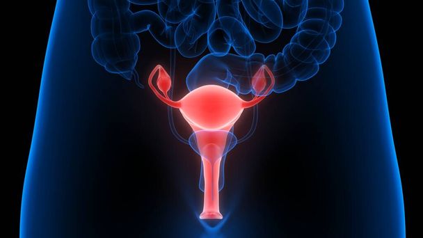 Weibliches Fortpflanzungssystem mit Nervensystem und Harnblasenanatomie. 3D - Foto, Bild