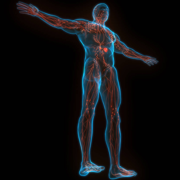 人間の内部システムリンパ節解剖学。3D - 写真・画像