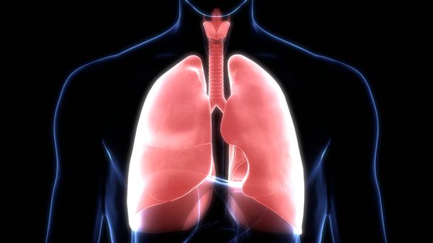 Lungen des menschlichen Atemsystems mit Alveoli Anatomie. 3D - Foto, Bild