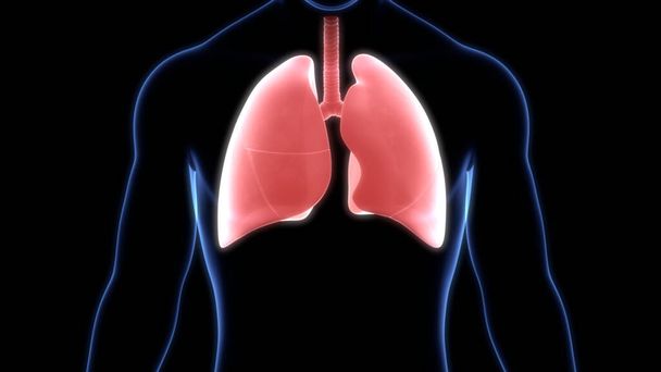 Keuhkot, joissa on keuhkorakkuloiden anatomia. 3d
 - Valokuva, kuva