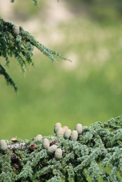 Cèdre de l'Himalaya ou arbre de cèdre de deodar avec cônes femelles et mâles, fond de Noël fermer l'espace de copie
 - Photo, image