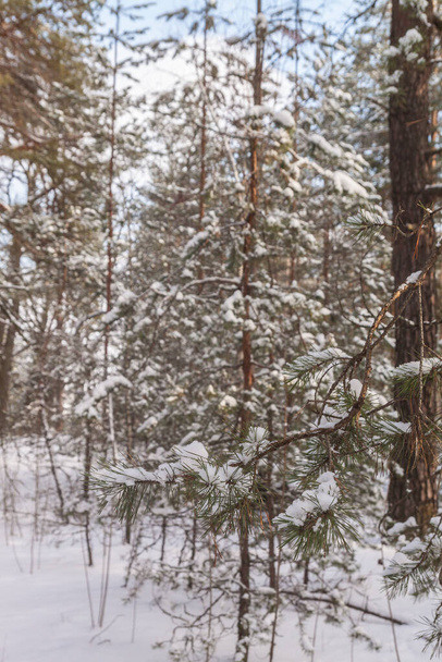 Ramo de pinheiro com cones no fundo da floresta coberta de neve no inverno
 - Foto, Imagem