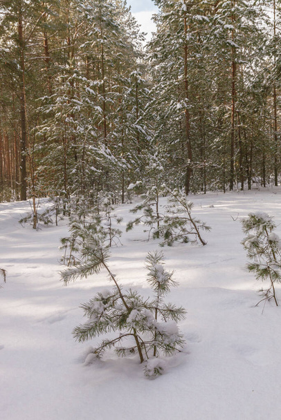 Gałąź sosnowa z szyszkami na tle pokrytego śniegiem lasu zimą - Zdjęcie, obraz