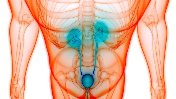 Sistema reproductivo con sistema nervioso y anatomía vesical urinaria. 3D
 - Foto, Imagen