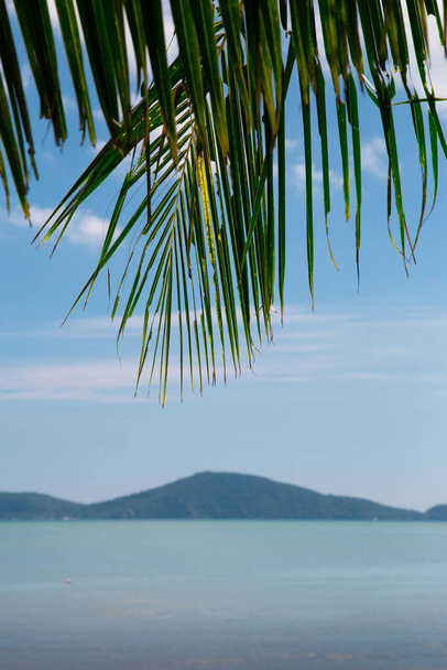 Liść palmy kokosowej na morzu - Zdjęcie, obraz