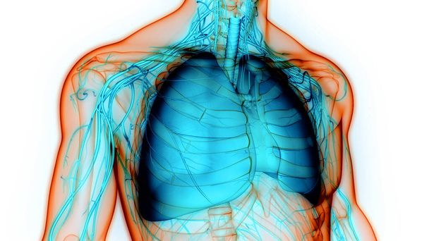 Pulmones del sistema respiratorio humano con anatomía de Alveoli. 3D
 - Foto, Imagen