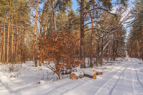 Χιονισμένο δρόμο μέσα από ένα πευκοδάσος το χειμώνα - Φωτογραφία, εικόνα