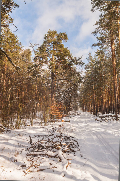 Camino nevado a través de un bosque de pinos en invierno
 - Foto, imagen