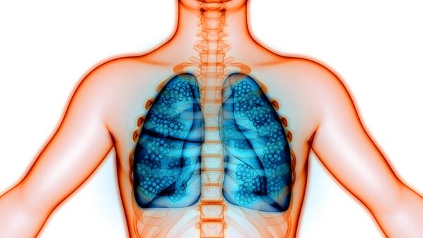 Sistema Respiratório Humano Pulmões com Anatomia Alveoli. 3D
 - Foto, Imagem