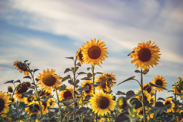 žluté velké slunečnice na pozadí modré oblačné oblohy - Fotografie, Obrázek