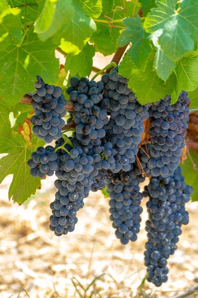 Kırmızı şarap üzümleri, yeni hasat edilmiş siyah şarap üzümleri. Yakın plan. - Fotoğraf, Görsel
